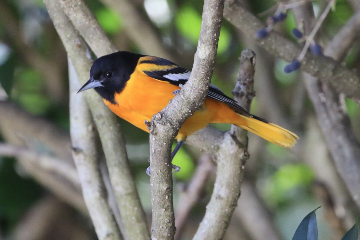 ボルチモアムクドリモドキ - ML647231055