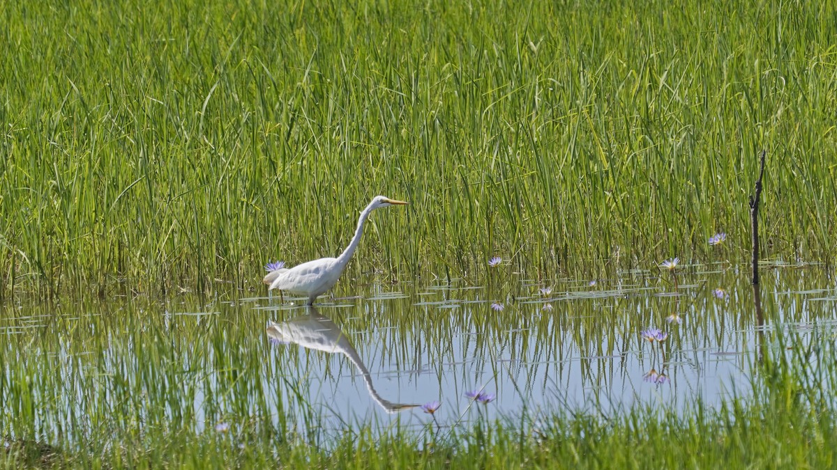 Great Egret - ML647231056