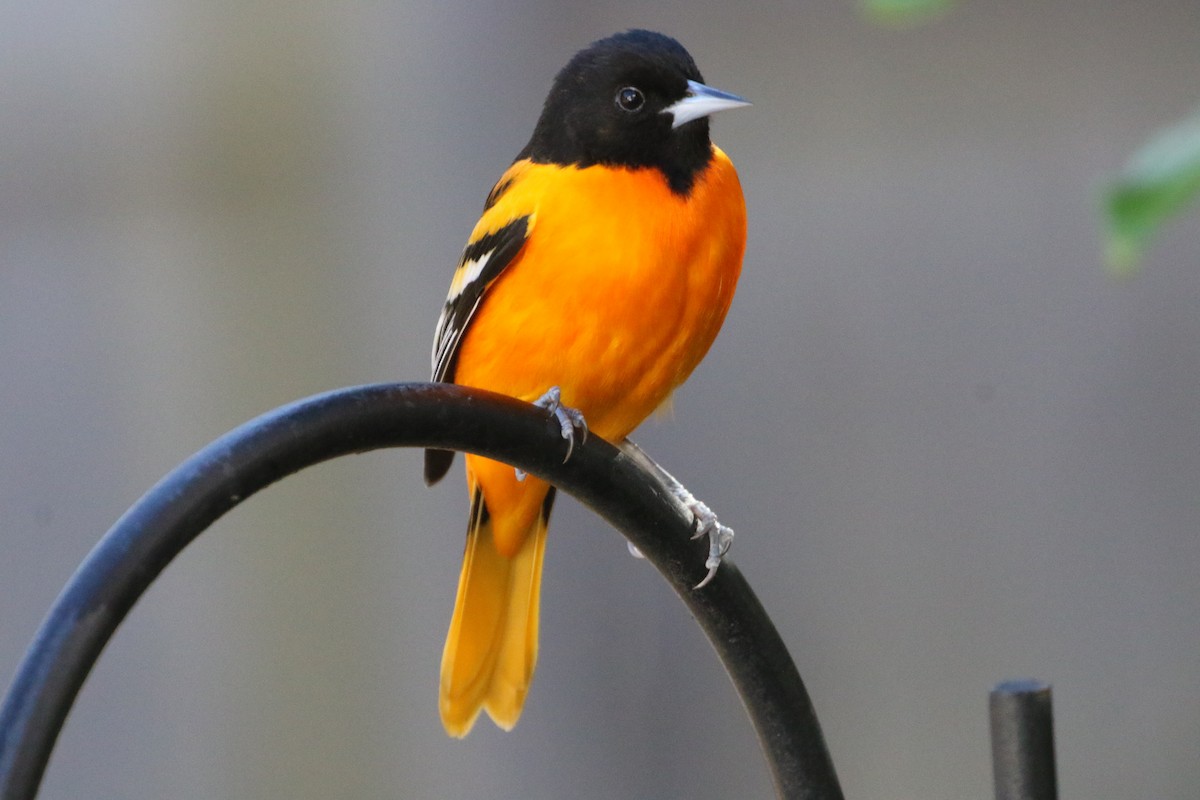 ボルチモアムクドリモドキ - ML647231058