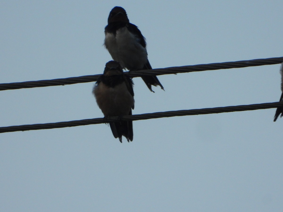 låvesvale - ML647231077