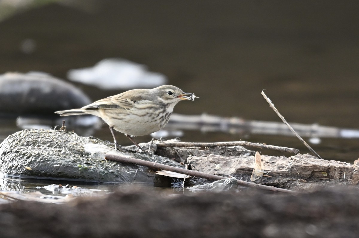 American Pipit - ML647231087