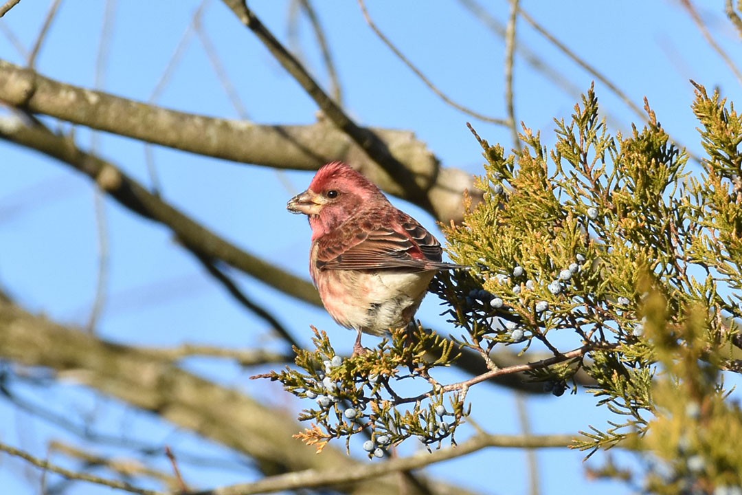 Purple Finch - ML647231088