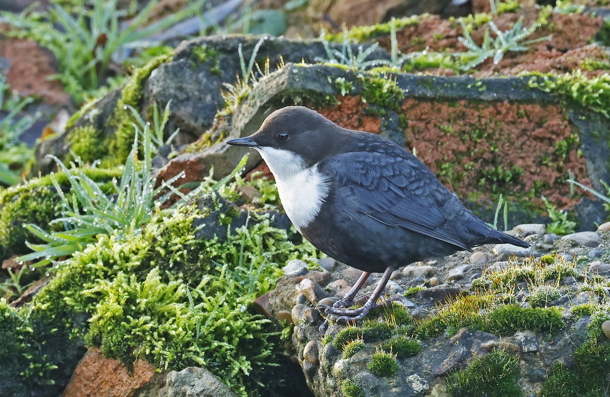 White-throated Dipper - ML647231091