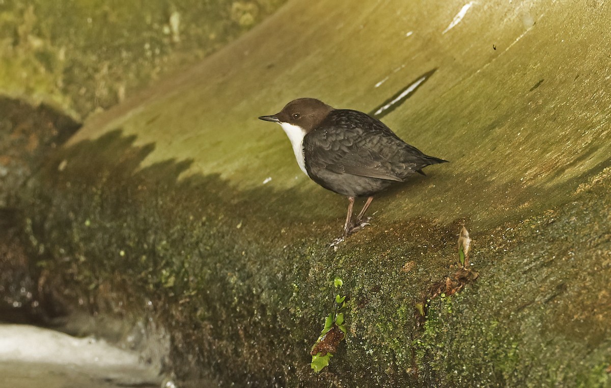 White-throated Dipper - ML647231092