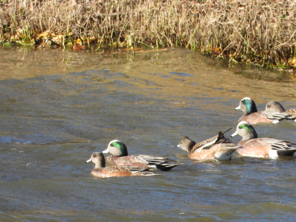 葡萄胸鴨 - ML647231100