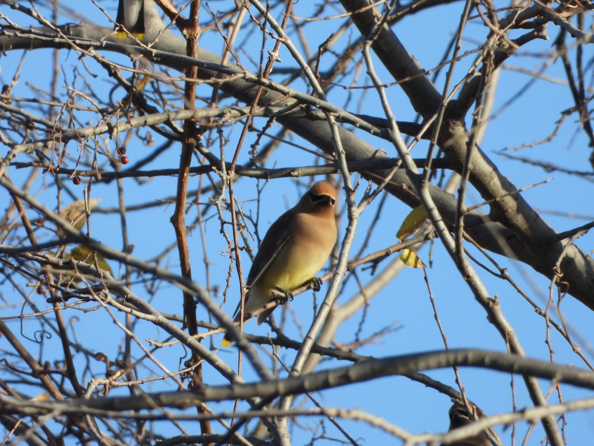 Cedar Waxwing - ML647231118