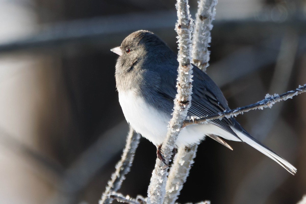 Dark-eyed Junco - ML647231119