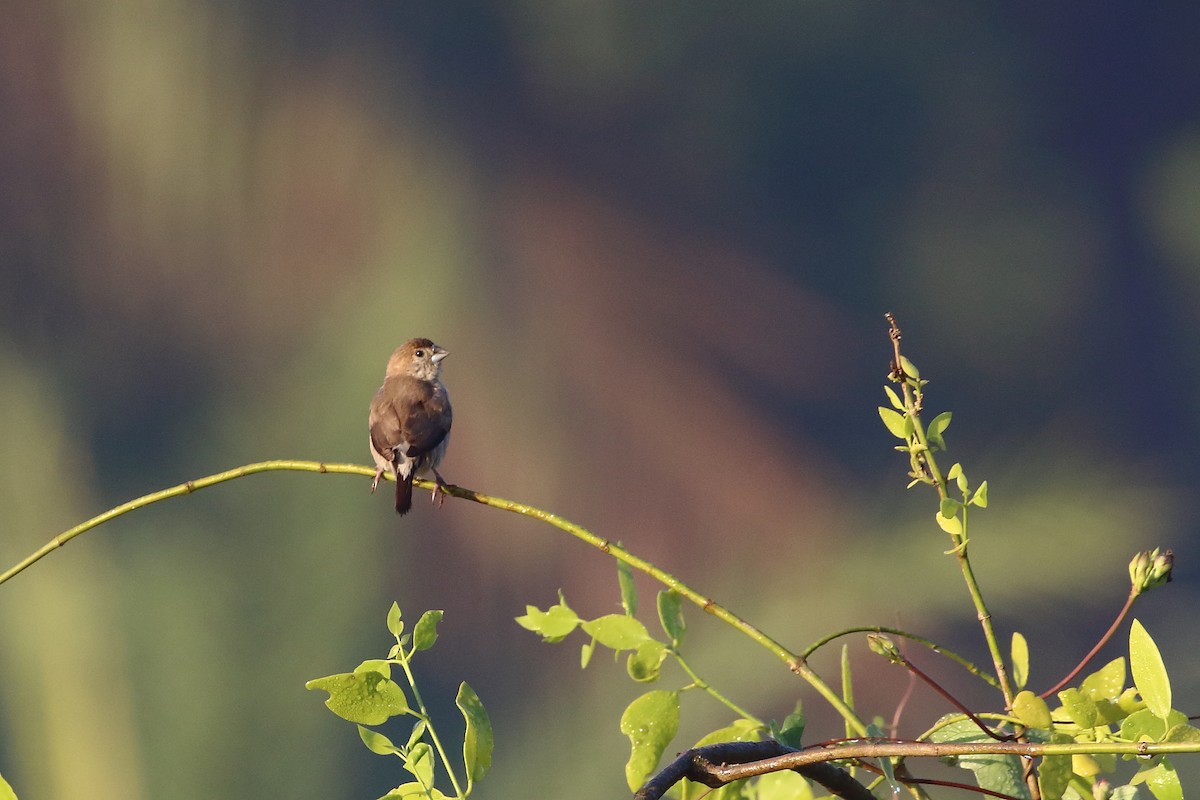 Indian Silverbill - ML647231120
