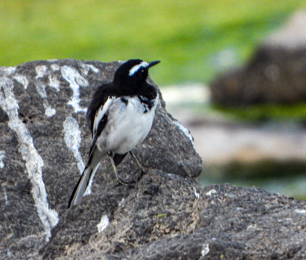 konipas indický - ML647231122