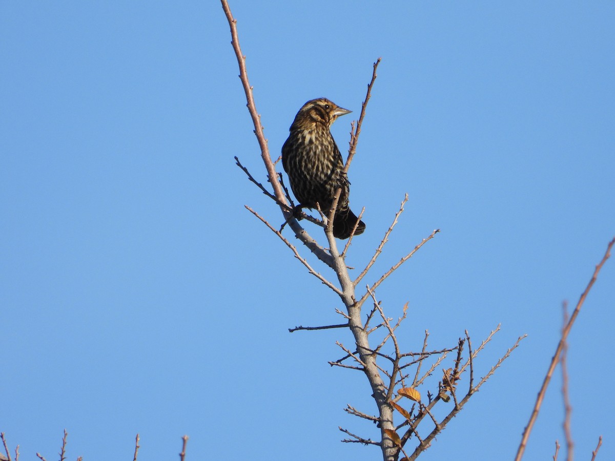 Red-winged Blackbird - ML647231123