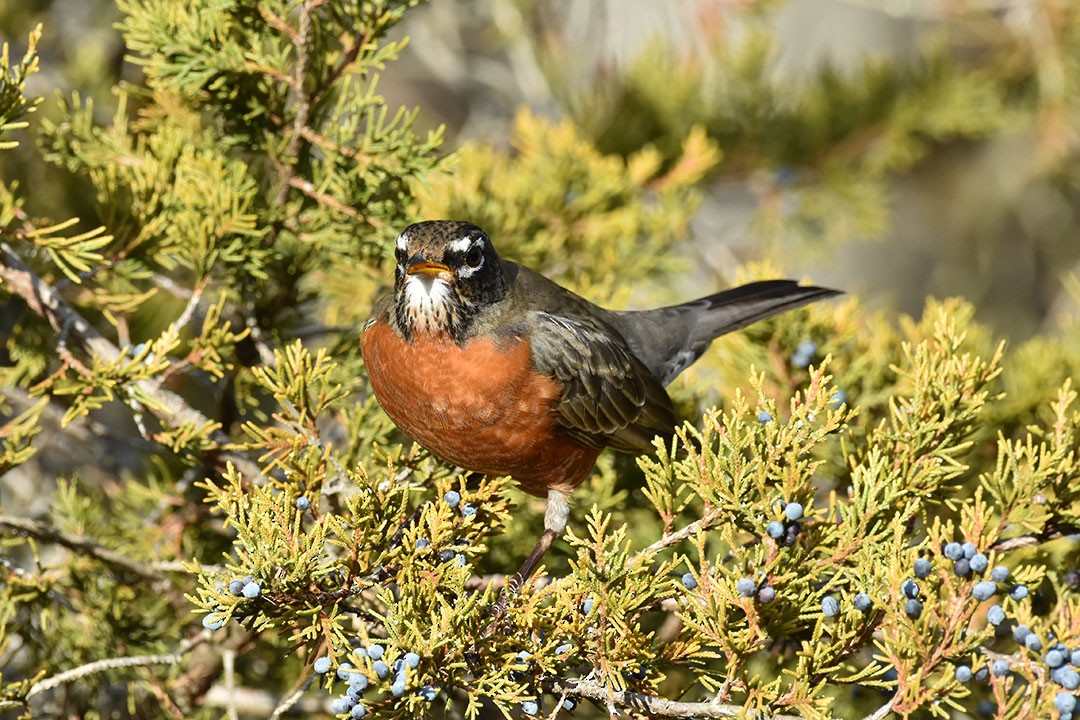 American Robin - ML647231125