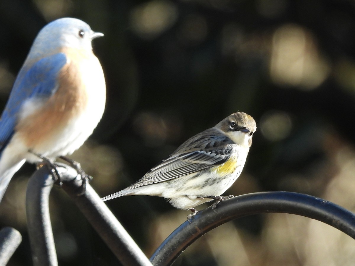 Yellow-rumped Warbler - ML647231127