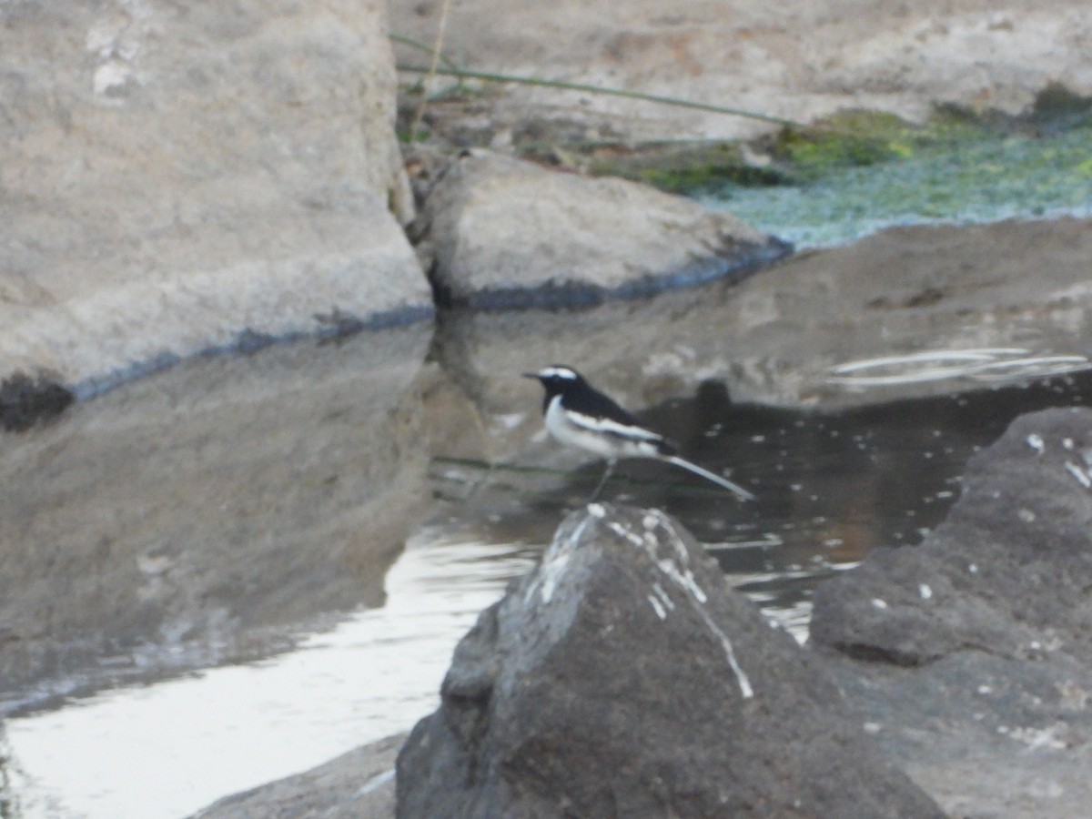 konipas indický - ML647231131