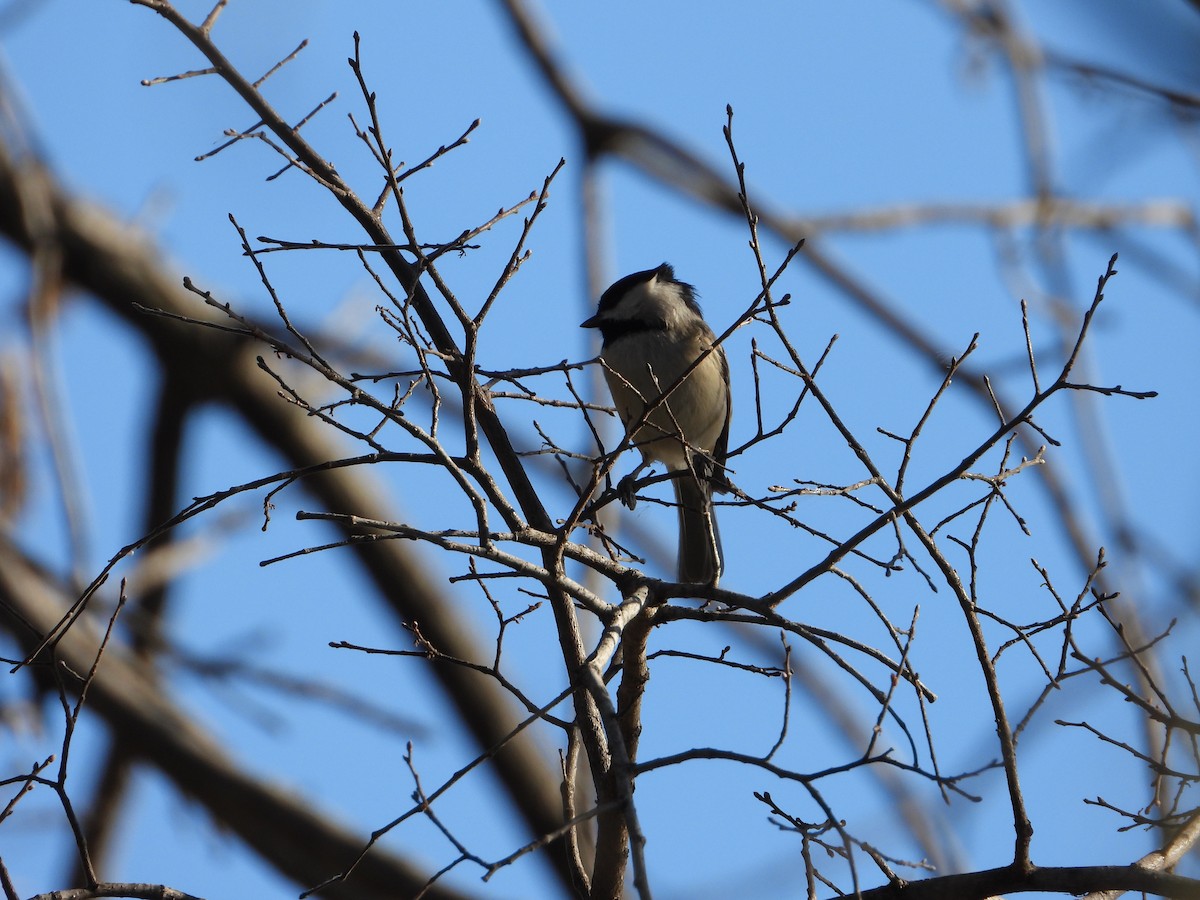 Каролинская гаичка - ML647231132