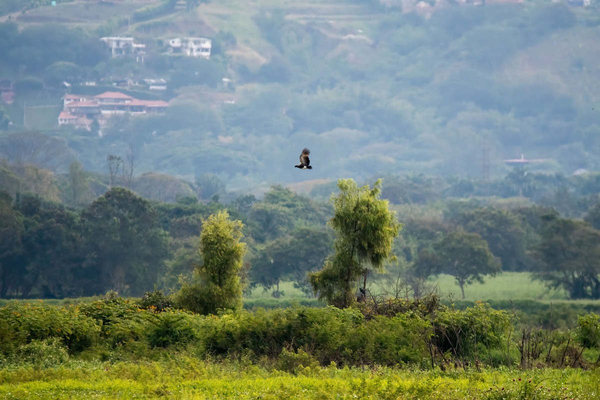 Horned Screamer - ML647231138