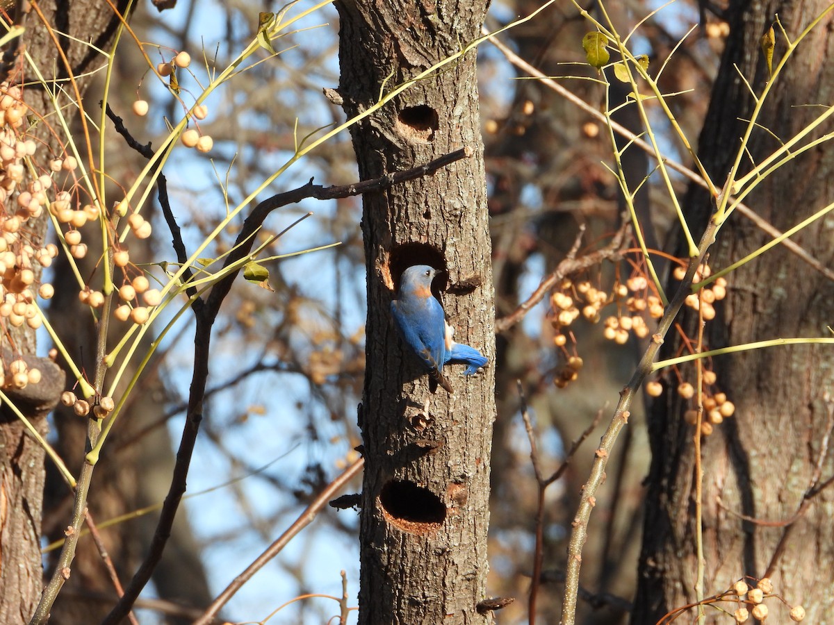 Eastern Bluebird - ML647231139