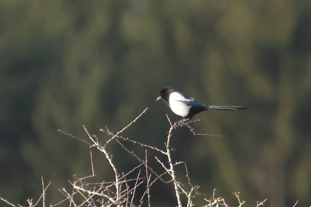 Алаг шаазгай - ML647231141