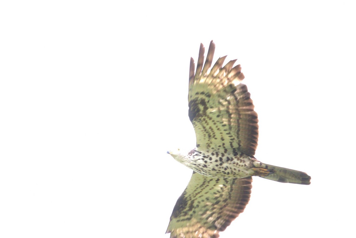 European Honey-buzzard - ML647231143