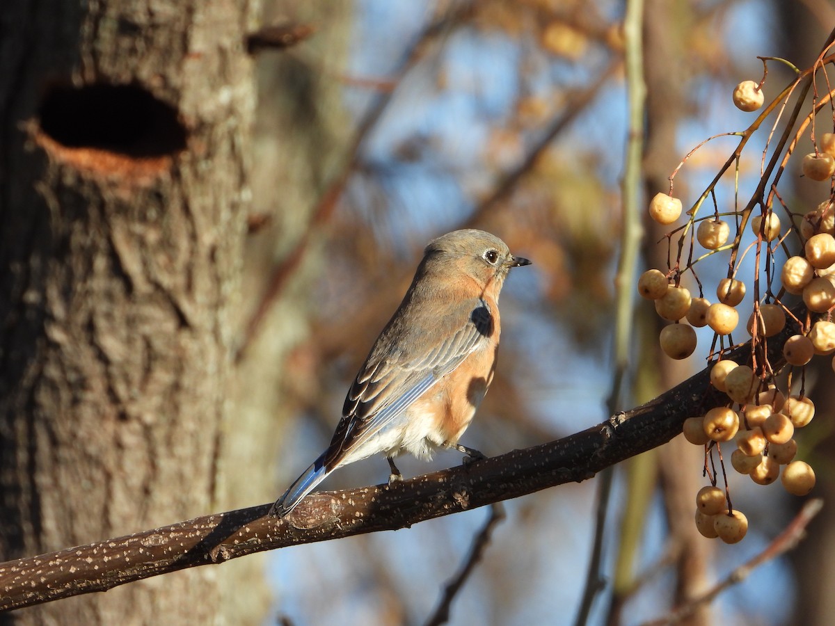 Eastern Bluebird - ML647231145
