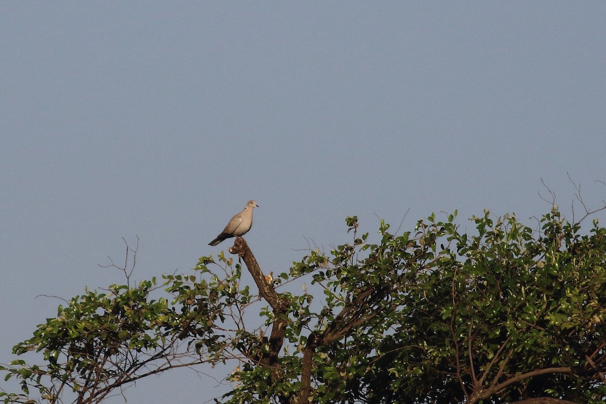 Usapal turkiarra - ML647231155