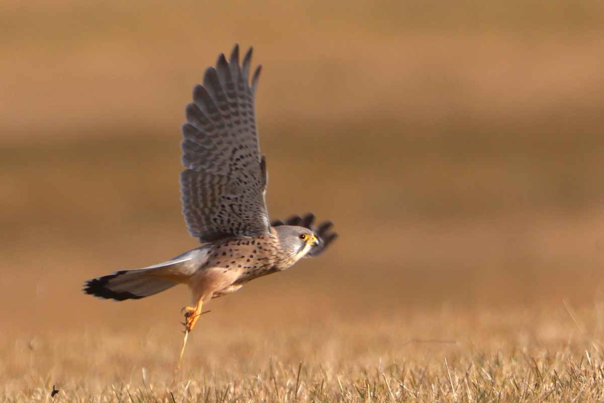 Начин шонхор - ML647231156