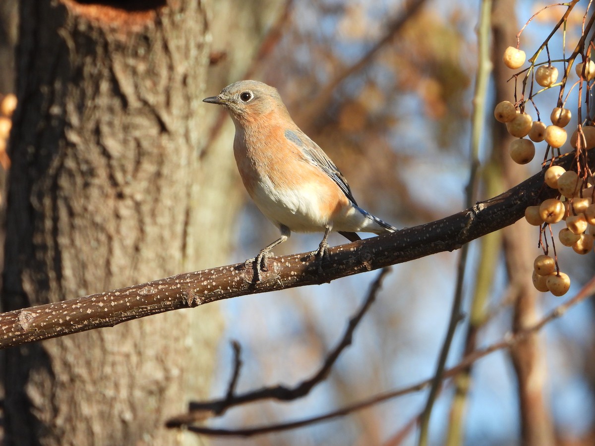 Eastern Bluebird - ML647231170