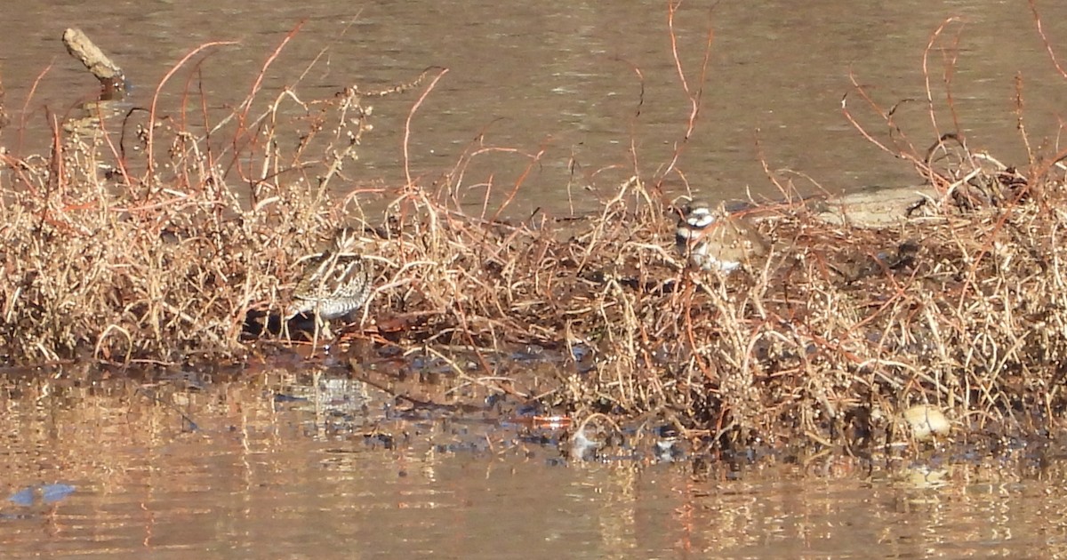 Killdeer - ML647231171
