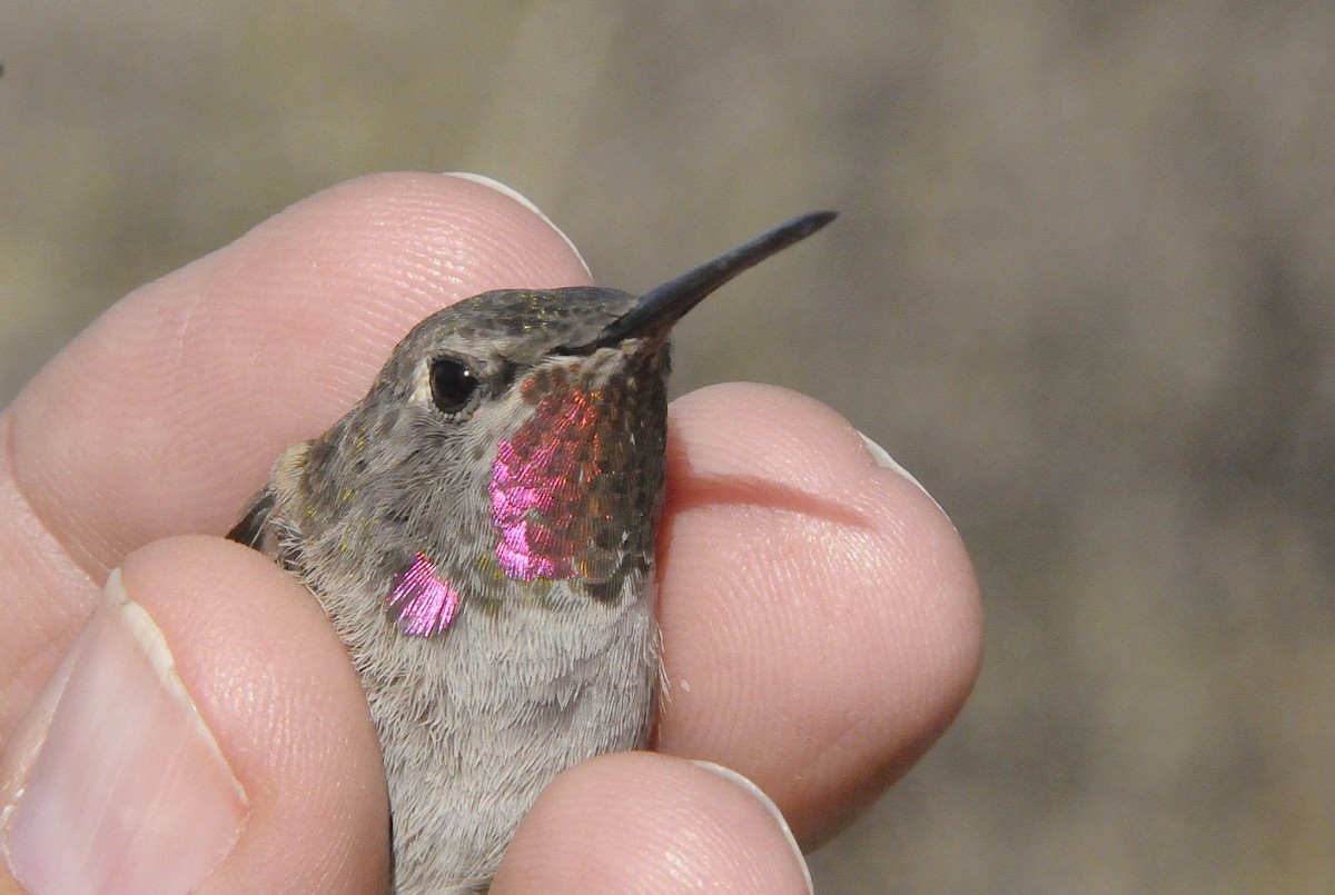 Anna's Hummingbird - ML647231172