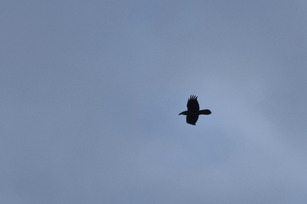 Хон хэрээ - ML647231176