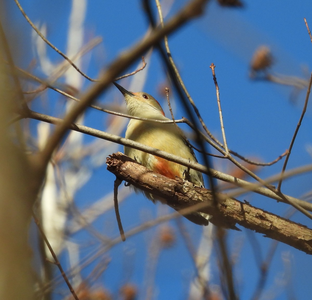Red-bellied Woodpecker - ML647231177