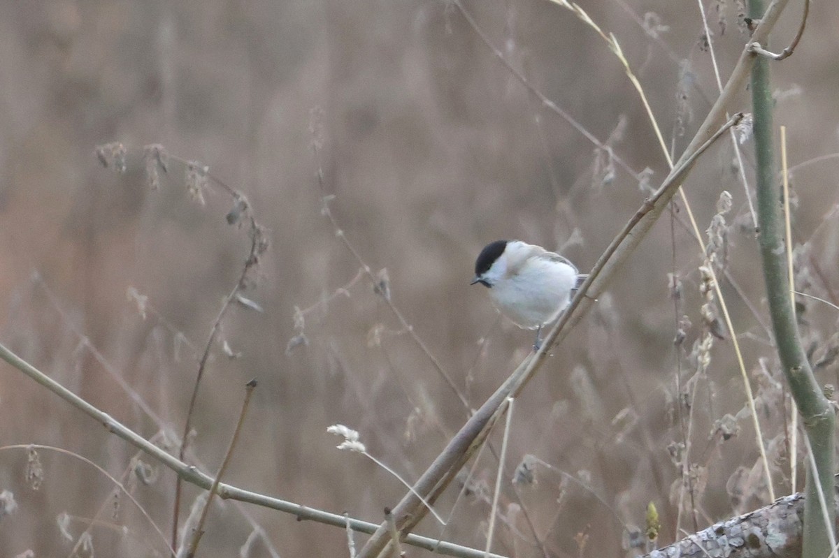 Хар толгойт хөх бух - ML647231179