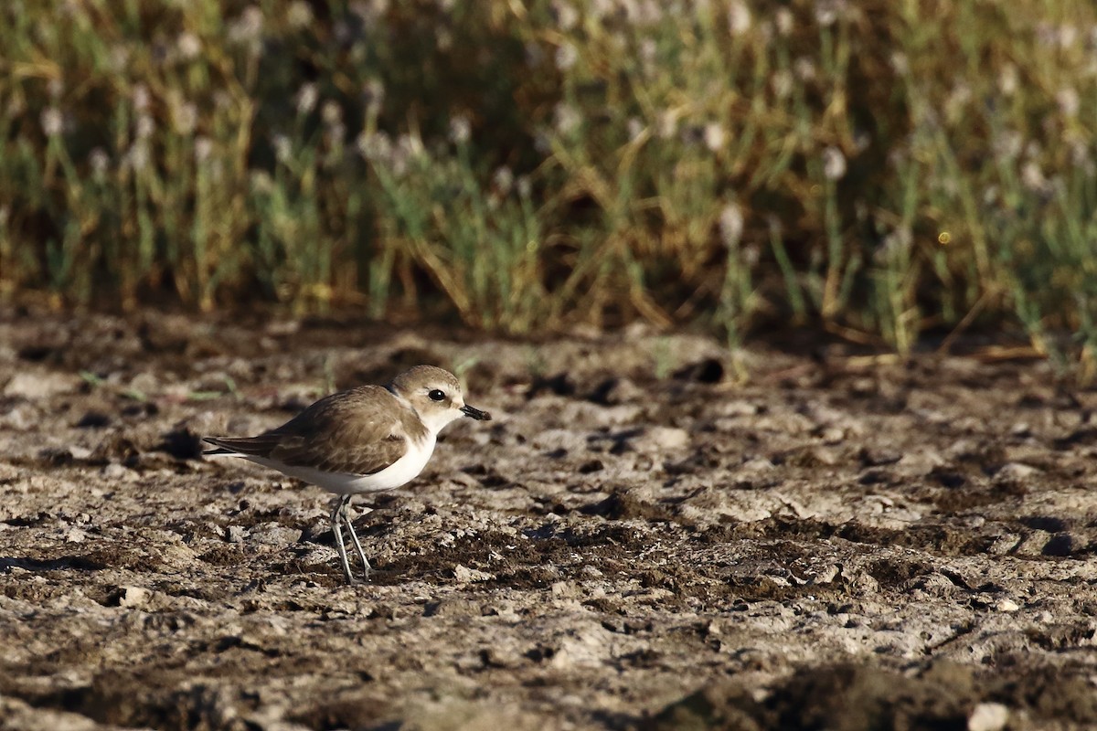 Tibet Cılıbıtı - ML647231181