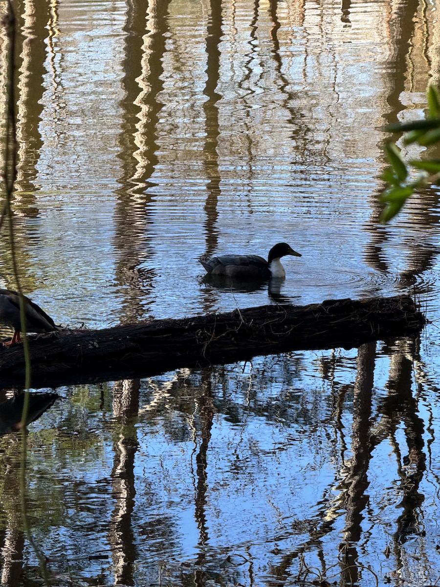Muscovy Duck x Mallard (hybrid) - ML647231185