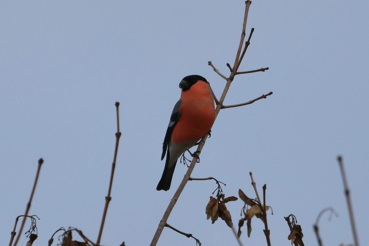 Эгэл зана - ML647231189