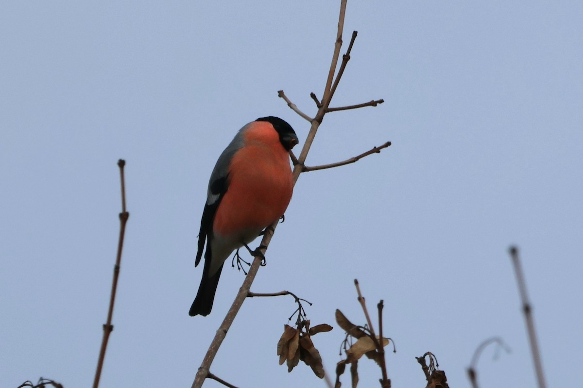 Эгэл зана - ML647231190