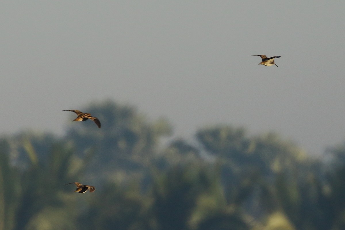 Istingor arrunta - ML647231192