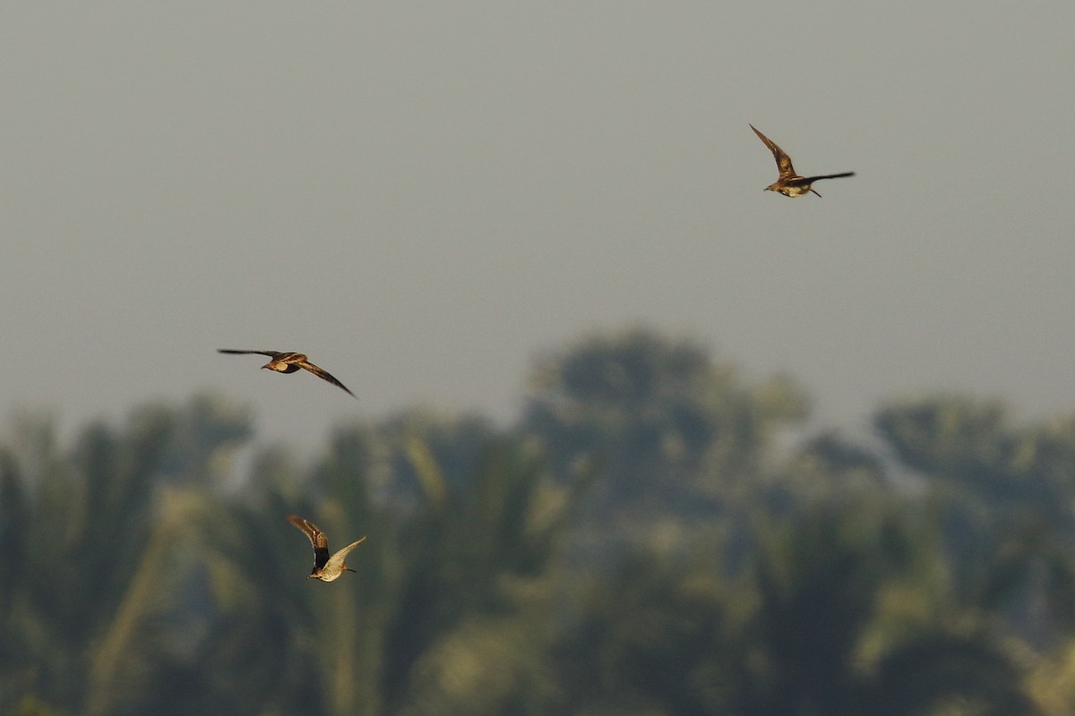 Istingor arrunta - ML647231193