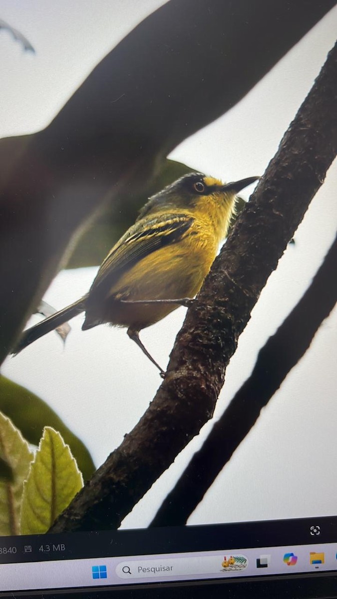 Gray-headed Tody-Flycatcher - ML647231203