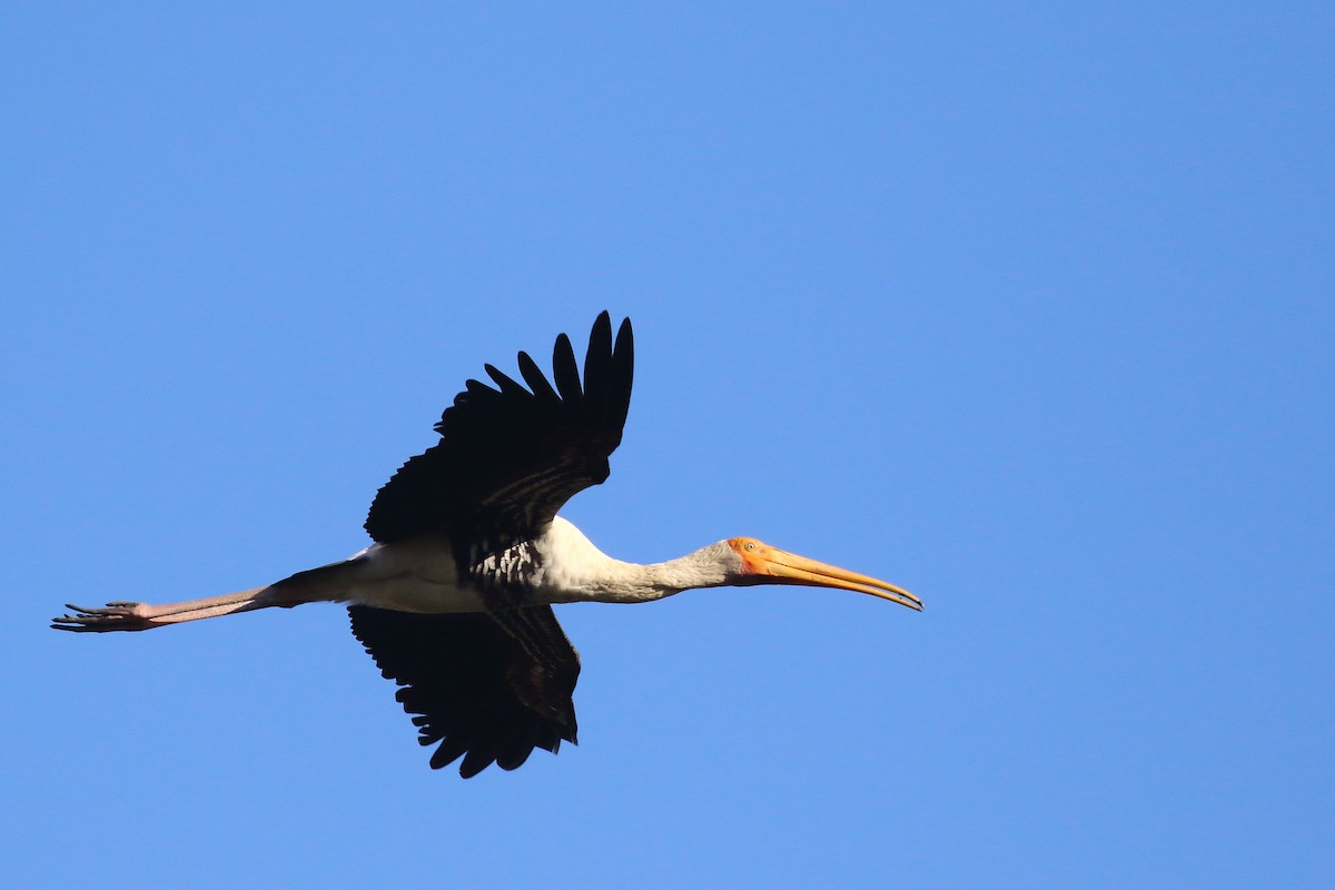 Tantalo indiarra - ML647231204