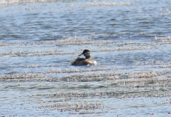 Американская савка - ML647231212