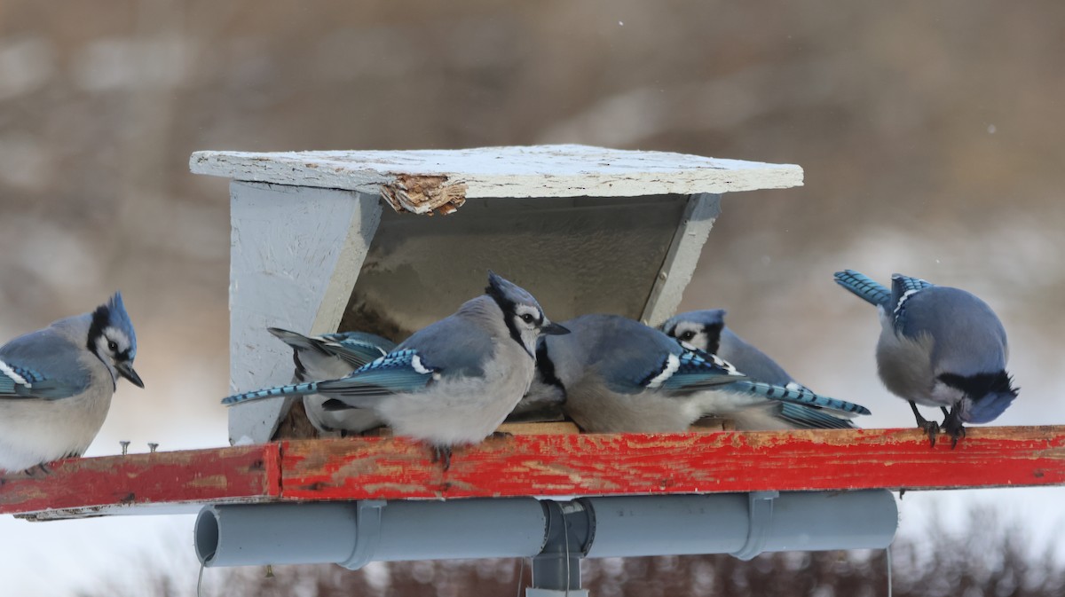 Сизойка блакитна - ML647231222