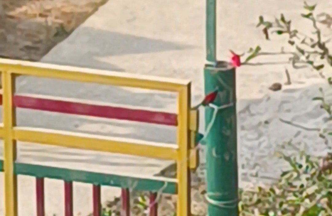 Crimson Sunbird - ML647231229