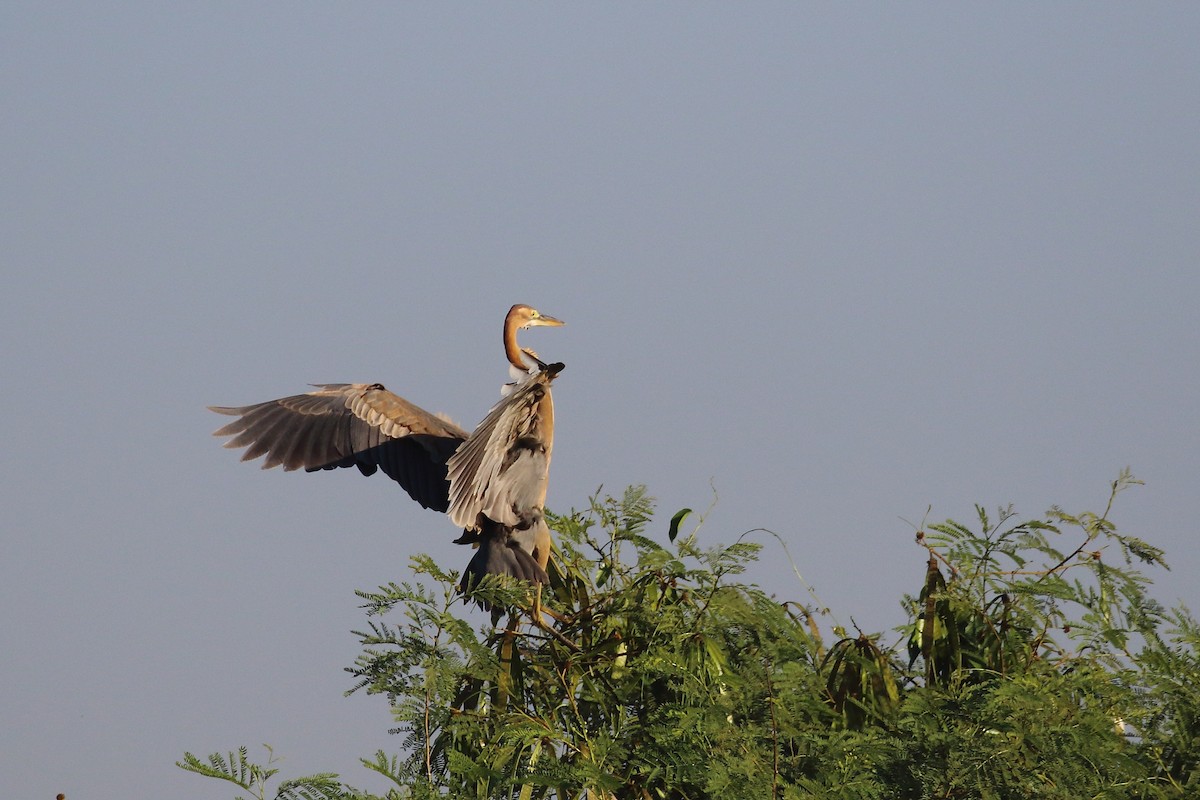 Koartza gorria - ML647231230