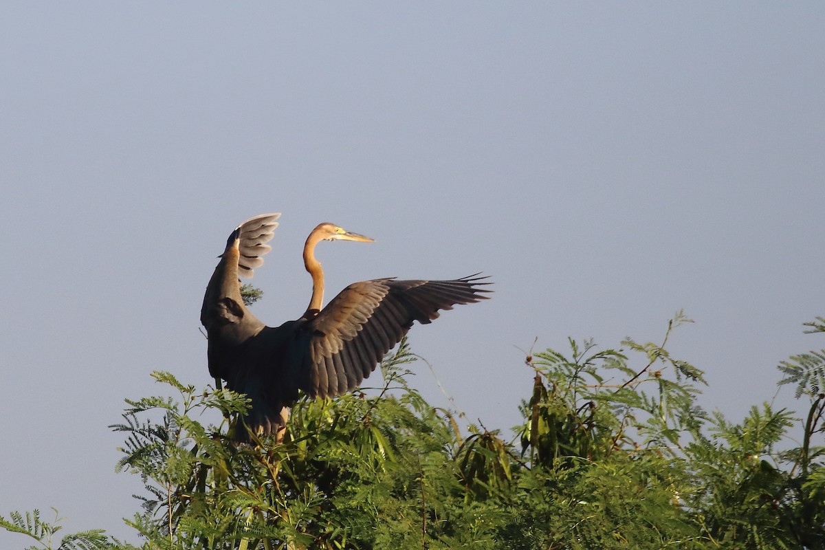 Koartza gorria - ML647231231