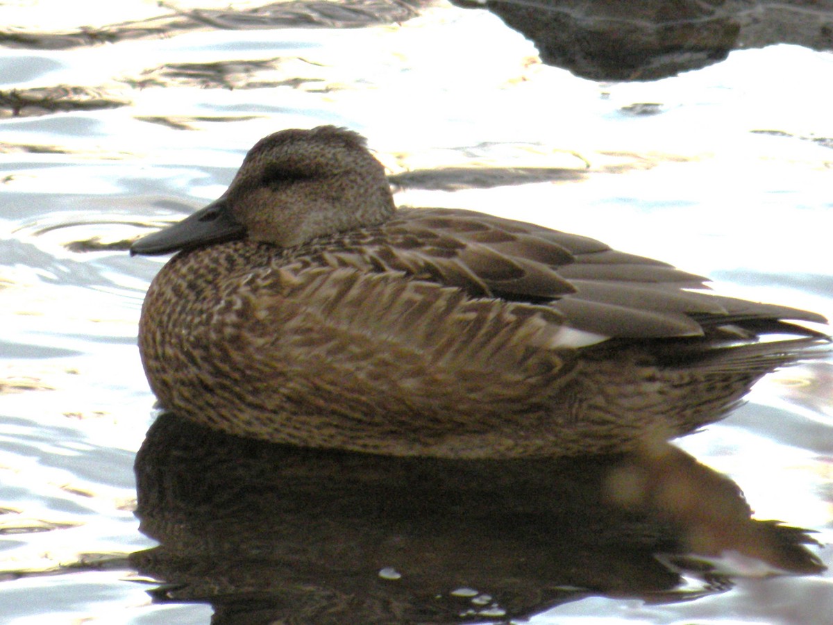 Gadwall - ML647231235
