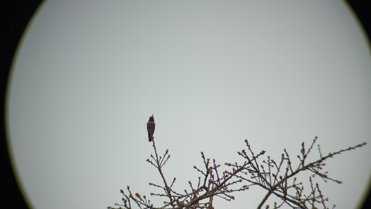 Anna's Hummingbird - ML647231240