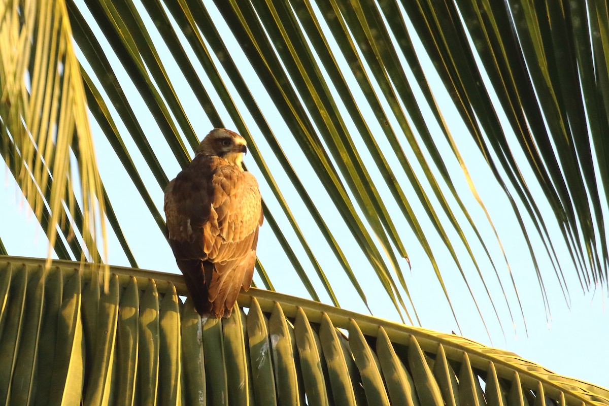 White-eyed Buzzard - ML647231242