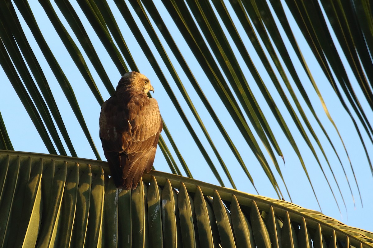 White-eyed Buzzard - ML647231243