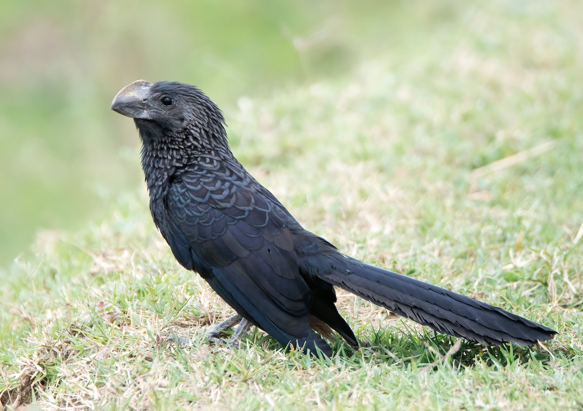 Smooth-billed Ani - ML647231253