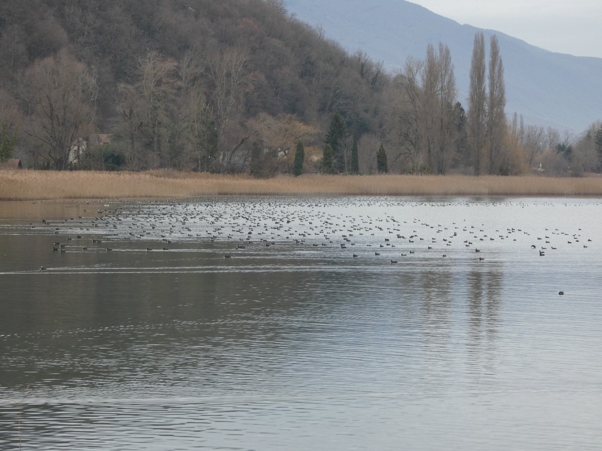 Eurasian Coot - ML647231258